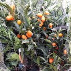 Kumquat (Citrus japonica) ´FORTUNELLA MARGARITA´ - výška 130-150 cm, obvod kmeňa 4/6 cm, kont. C10L